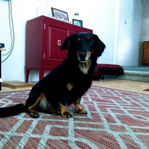 Meet your Posher, Gino